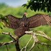 Kondor krocanovity - Cathartes aura - Turkey Vulture o2404